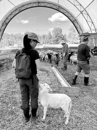 Sheep wrangling Sheep wrangling
