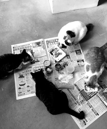 Cat army Cat army